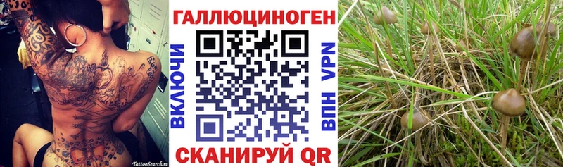 Псилоцибиновые грибы Psilocybe  Тында 